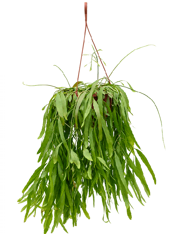 Rhipsalis ramaloris red coral