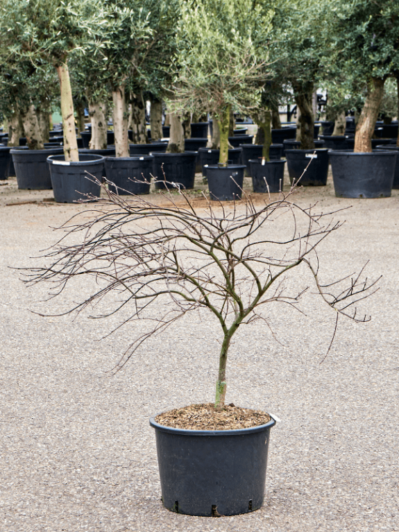 Syngonium Red Spot blad