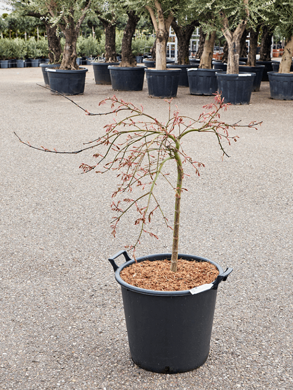 Alocasia Branchifolia Pink Passion blad