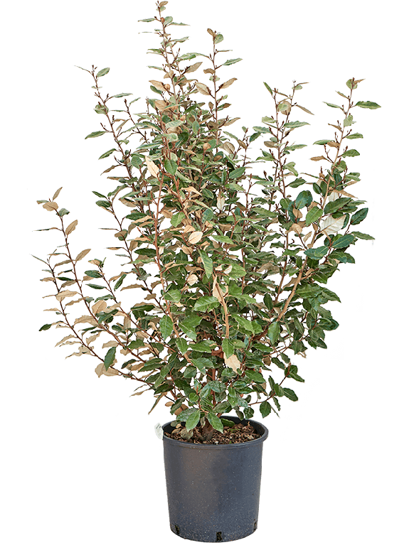 5ELEVBU30