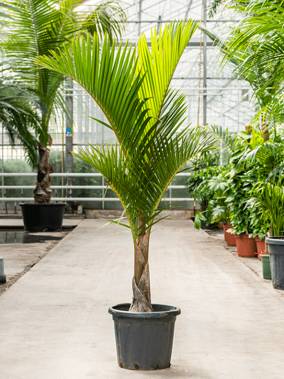 Monstera Siltepecana