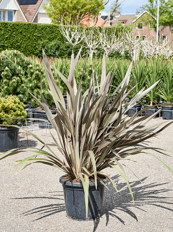 Phormium tuinplant