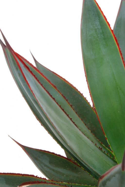 Blätter Agave shaka zulu 