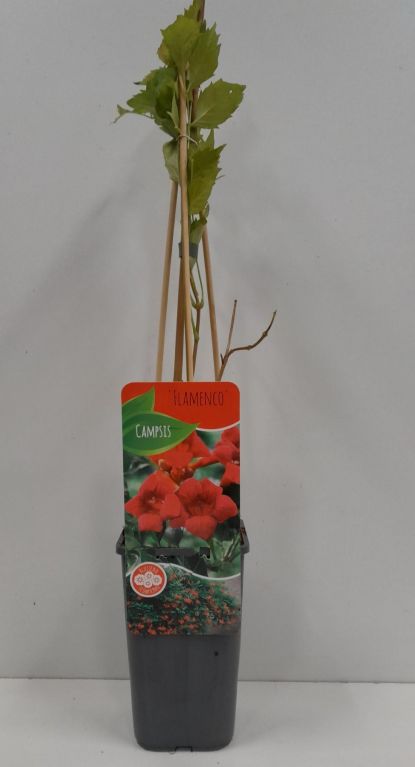 Campsis Radicans 'Flamengo'