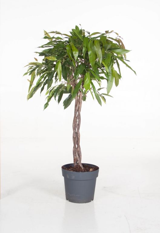 Ficus Amstel King