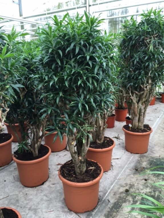 Dracaena Song of Jamaica