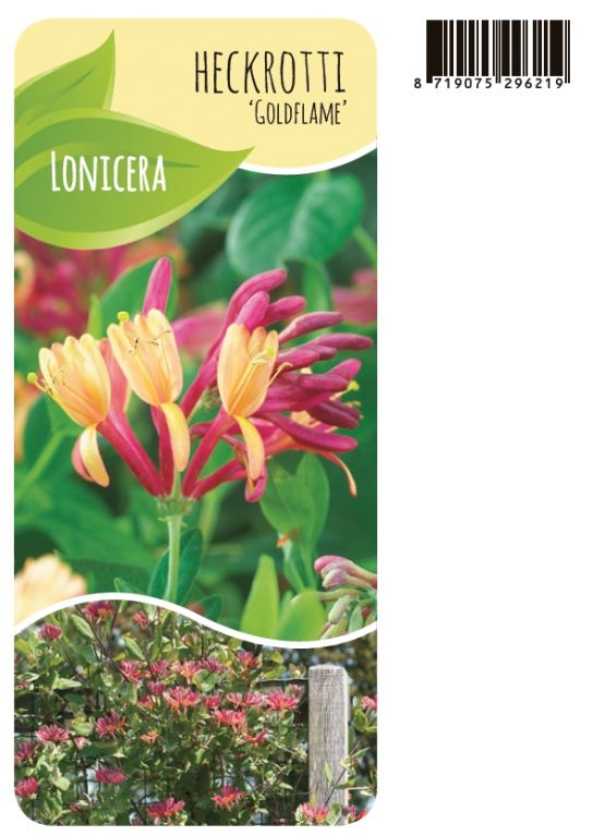 Lonicera Goldflame