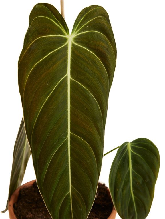 Philodendron Melanochrysum