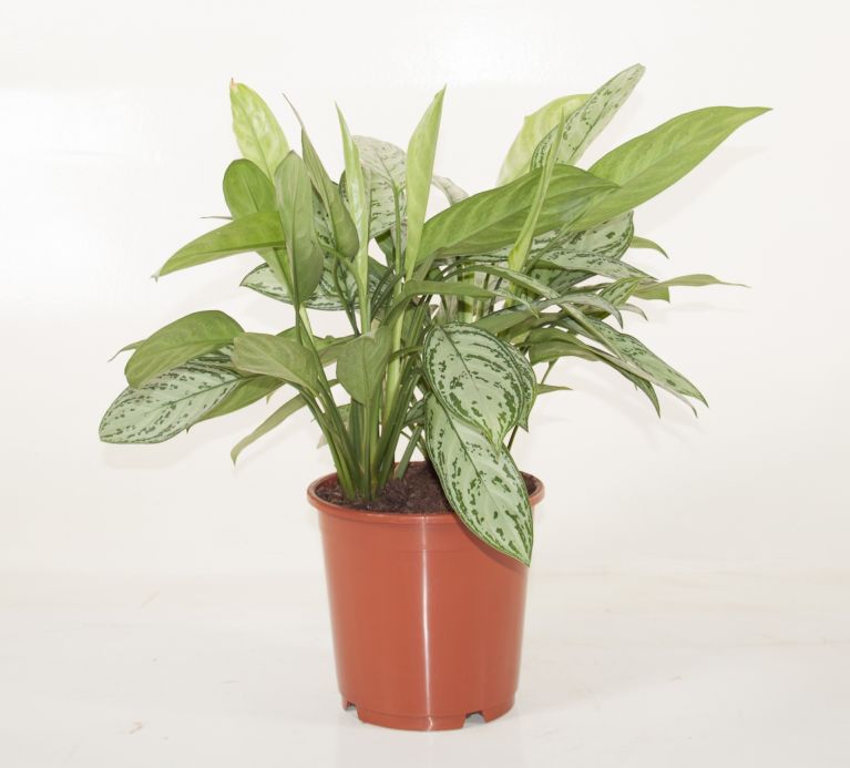 Aglaonema stripes