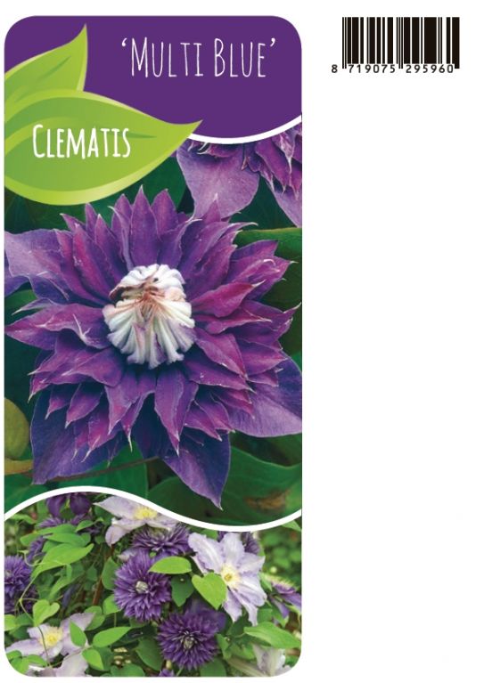 Clematis Multi Blue