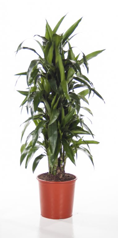Dracaena Janet Craig