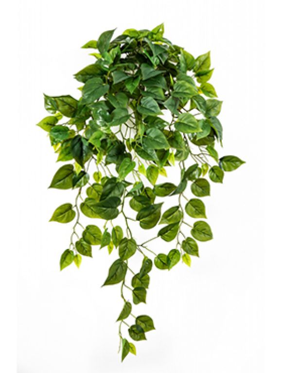 Philodendron scandens