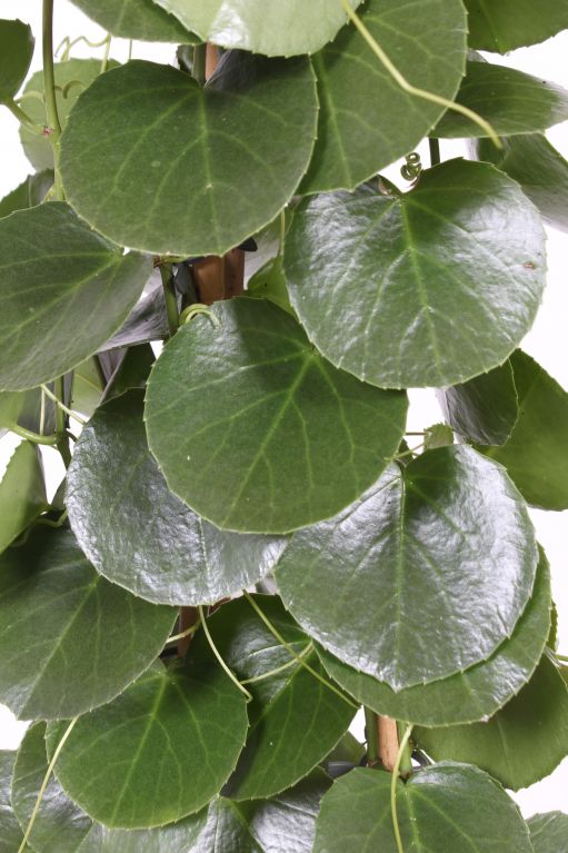 Cissus rotundifolia rundes blatt