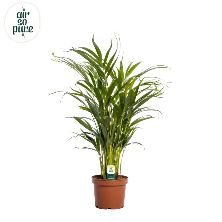 Epipremnum Pinnatum Global Green blad variegata