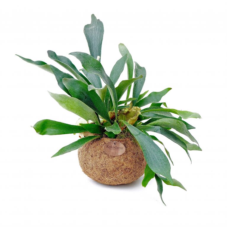 zimmerpflanze Platycerium 