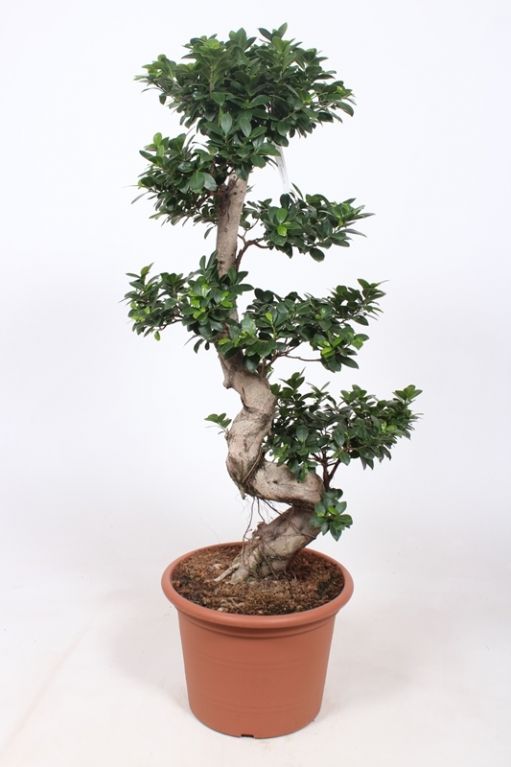 Ficus Microcarpa