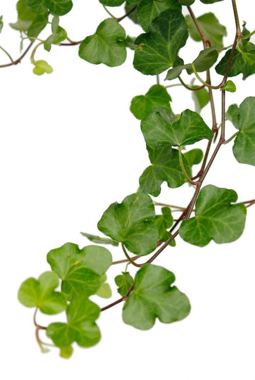 Hedera Efeu mit kleinen grünen Blättern