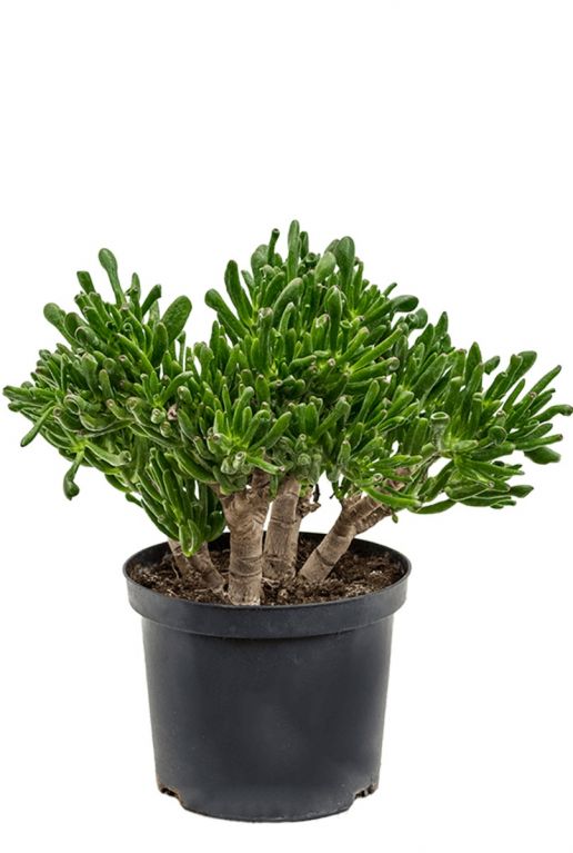 Crassula horntree