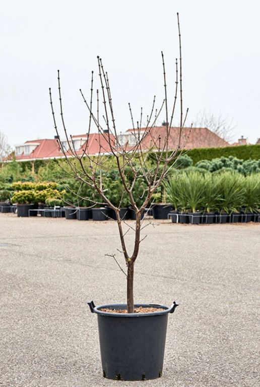 Acer griseum (190-240)