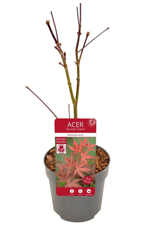 Acer palmatum atropurpureum