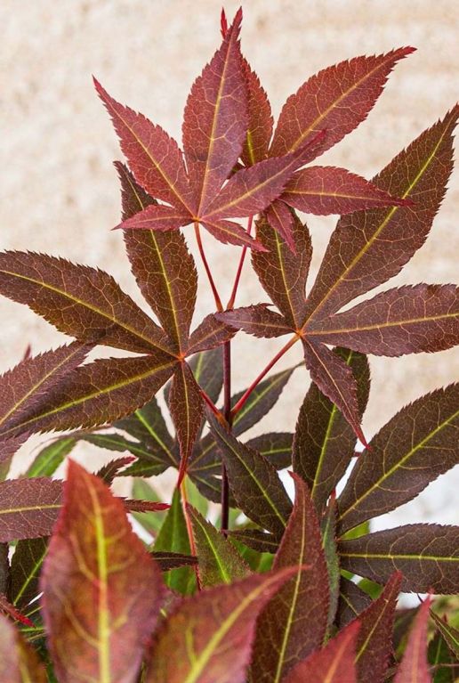 Acer palmatum atropurpureum blad