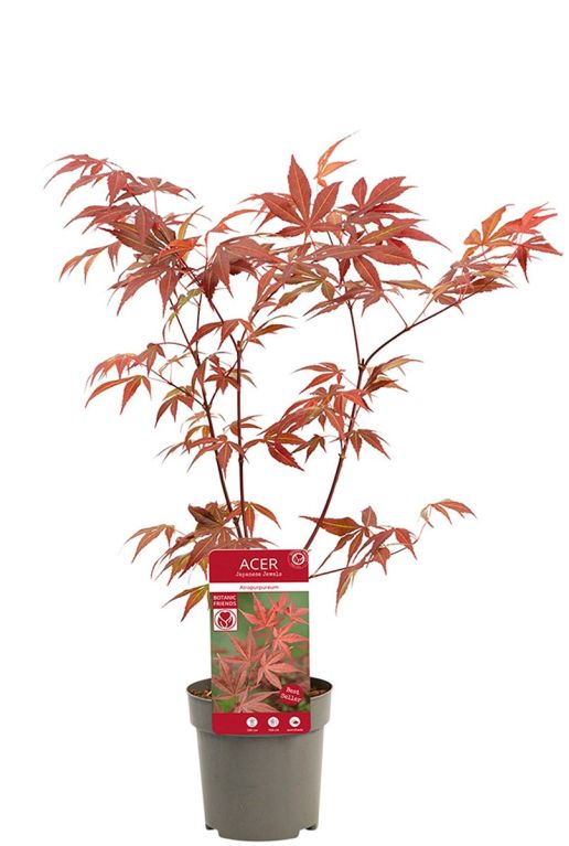 Acer palmatum atropurpureum p10