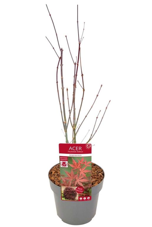 Acer palmatum atropurpureum p19