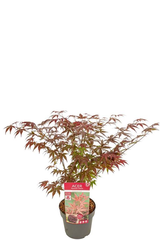 Acer palmatum atropurpureum pot19