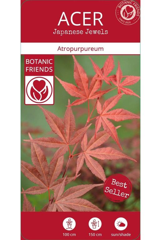 Acer palmatum atropurpureumplant p10