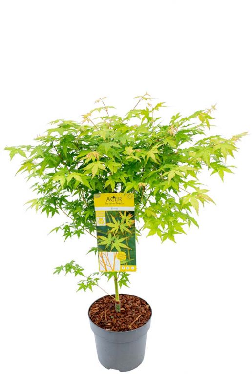 Acer palmatum bi hoo plant 24