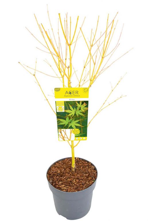 Acer palmatum bi hoo planten 24
