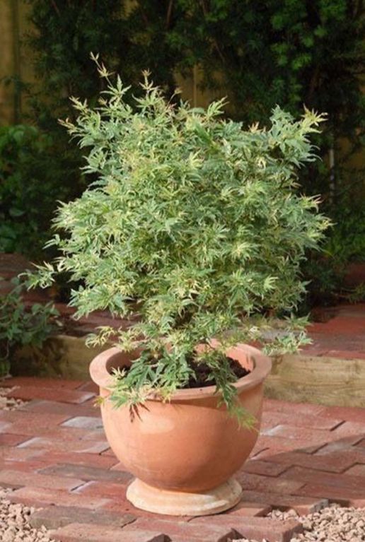 Acer palmatum butterfly gartenpflanze p24