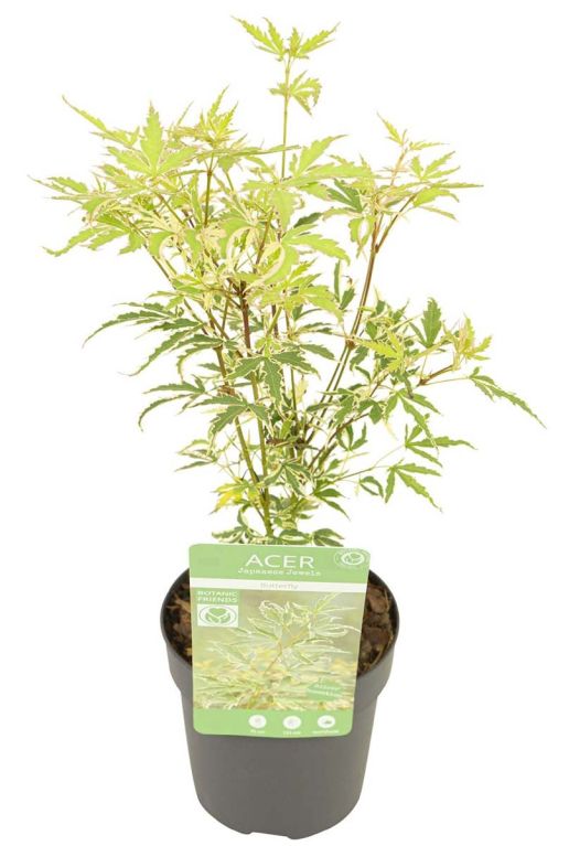 Acer palmatum butterfly p10