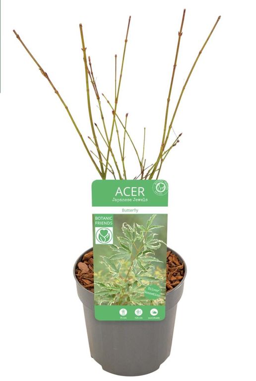 Acer palmatum butterfly p10 plant