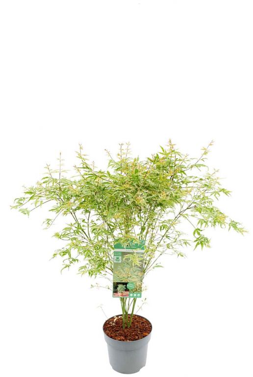 Acer palmatum butterfly plant p24