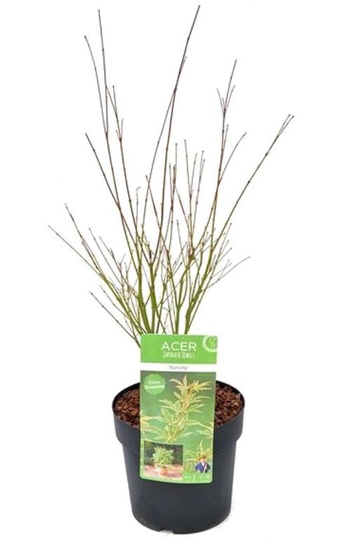 Acer palmatum butterfly planten p24