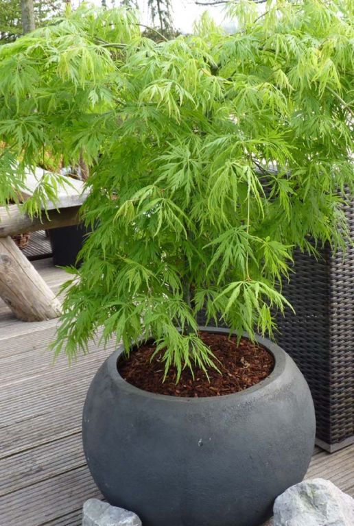 Acer palmatum dissectum gartenpflanze