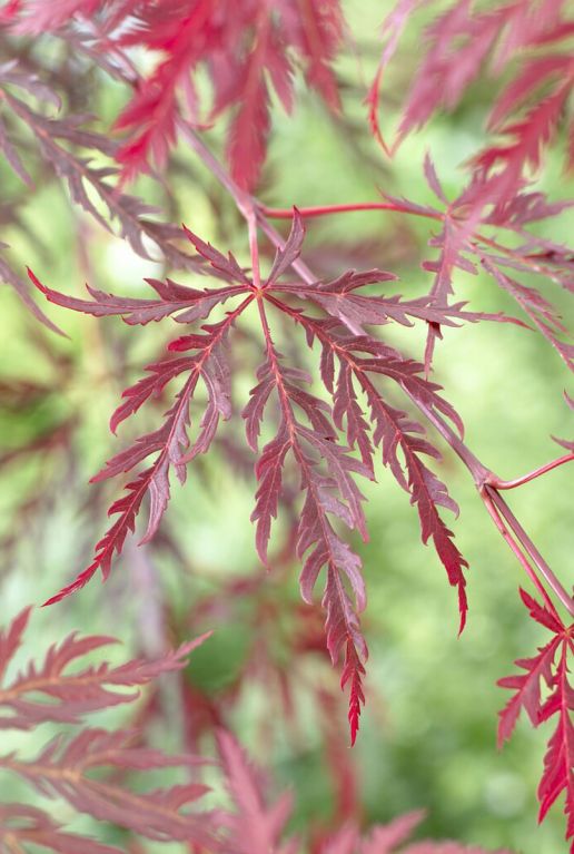 Acer Palmatum 'Garnet' (100-120)
