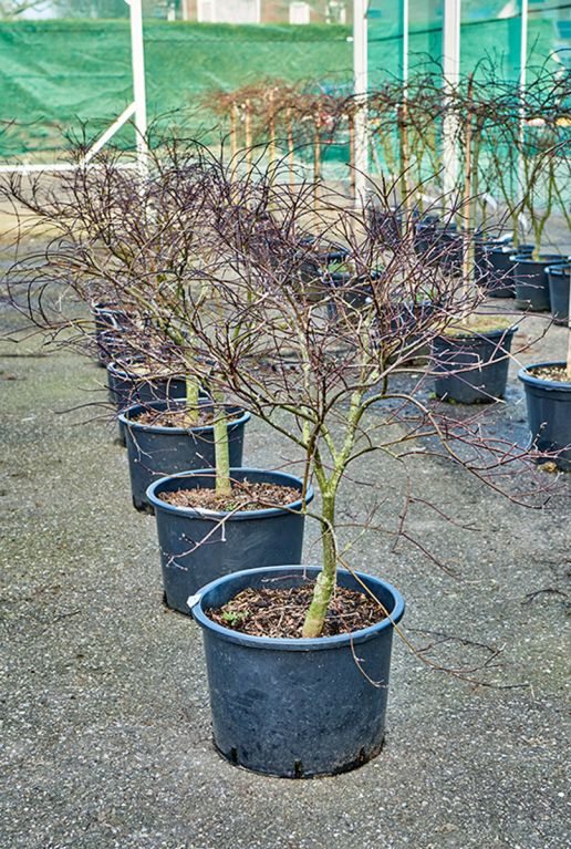 Acer Palmatum 'Garnet' (100-120)