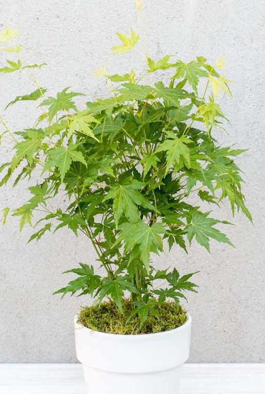 Acer palmatum going green gartenpflanze p10