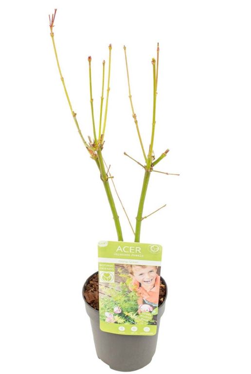 Acer palmatum going green p10
