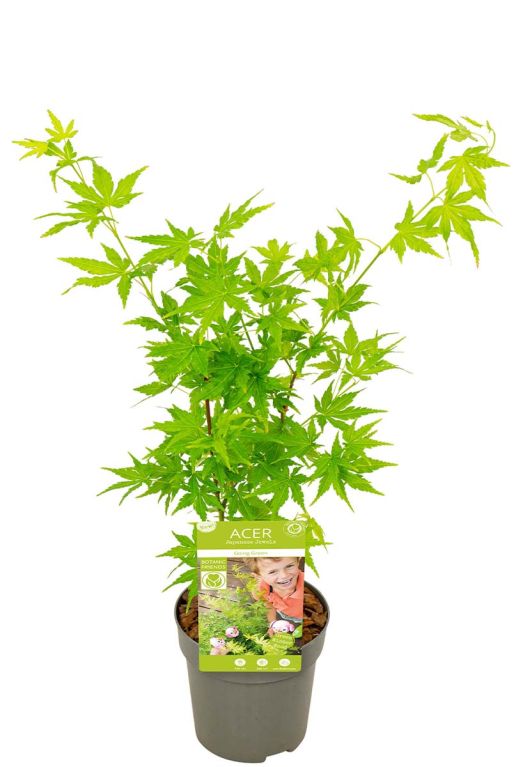 Acer palmatum going green plant p10