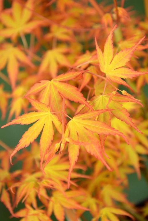 Acer palmatum katsura gartenpflanze p15