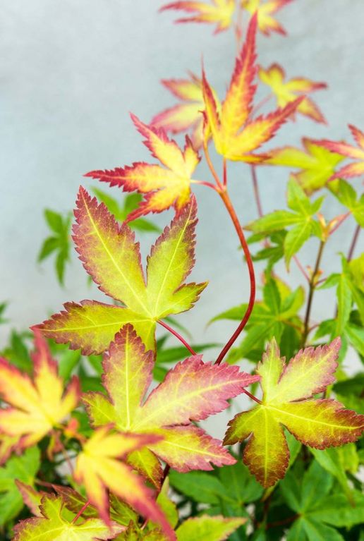Acer palmatum little princess gartenpflanze