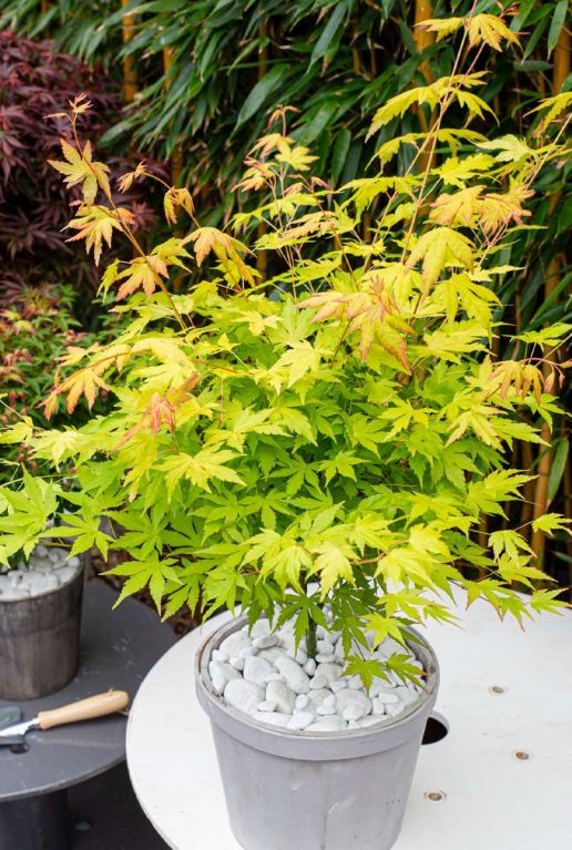 Acer palmatum orange dream gartenpflanze 19