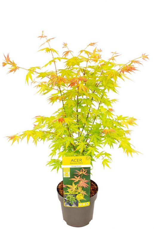 Acer palmatum orange dream plant 19