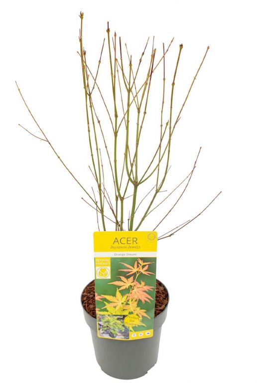 Acer palmatum orange dream planten 19