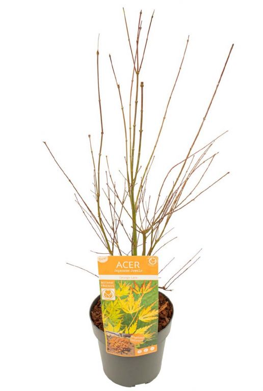 Acer palmatum orange lace p19