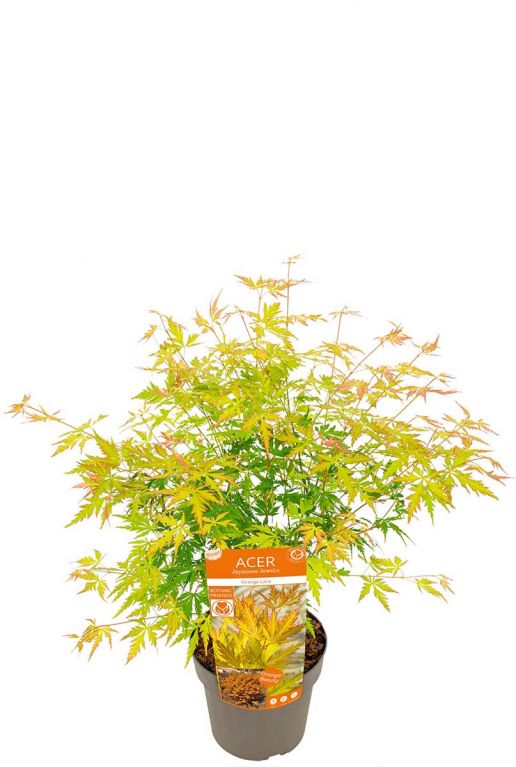 Acer palmatum orange lace plant p19
