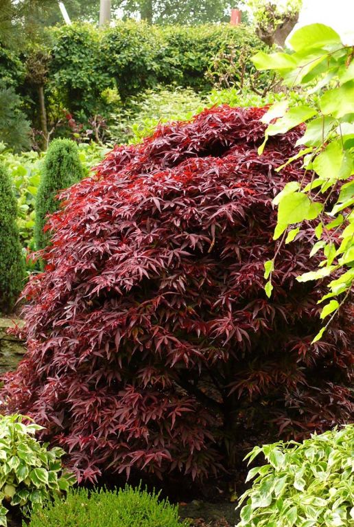 Acer palmatum shaina gartenpflanze 24